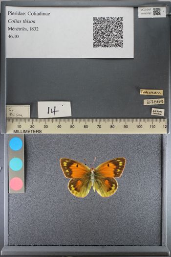 Media type: image;   Entomology 193767